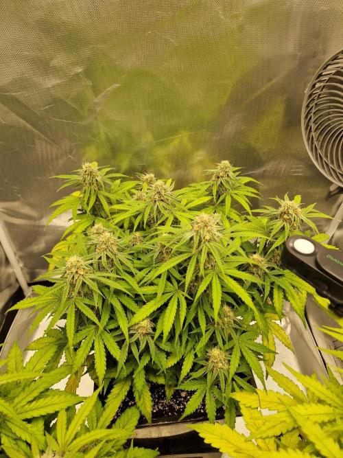 Gift Seeds. Week 8