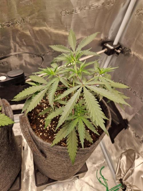 Zamnesia Grow Runtz. Week 4