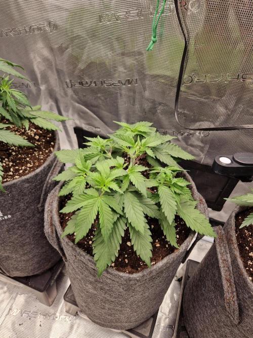 Zamnesia Grow Runtz. Week 4