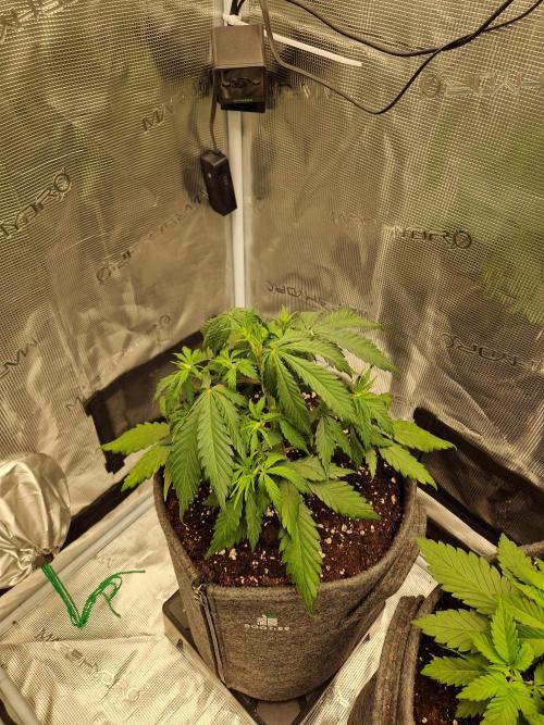 Zamnesia Grow Runtz. Week 4