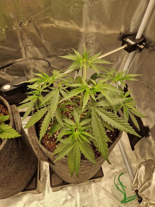 Zamnesia Grow Runtz. Week 4
