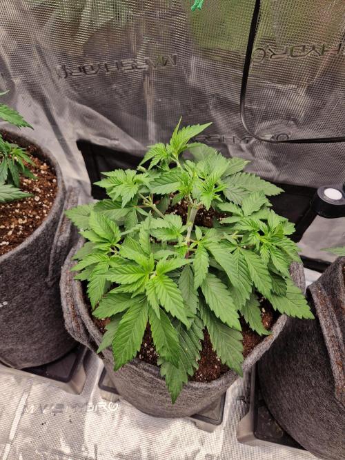 Zamnesia Grow Runtz. Week 4
