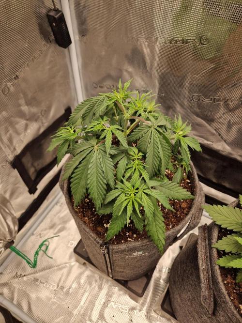 Zamnesia Grow Runtz. Week 4