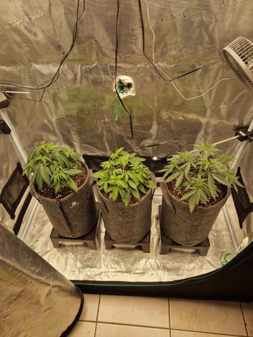 Zamnesia Grow Runtz. Week 4
