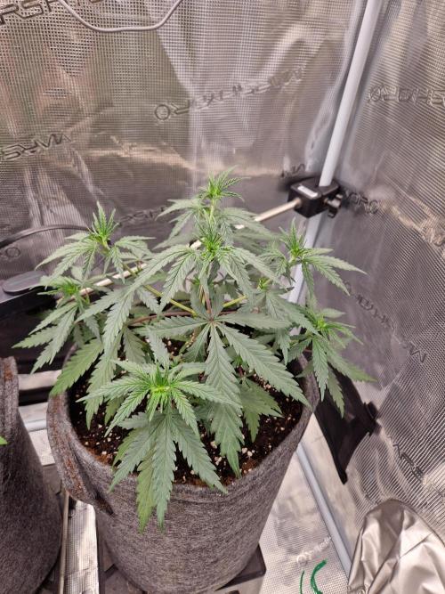 Zamnesia Grow Runtz. Week 4