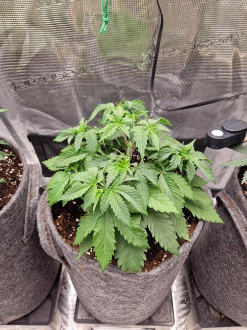 Zamnesia Grow Runtz. Week 4