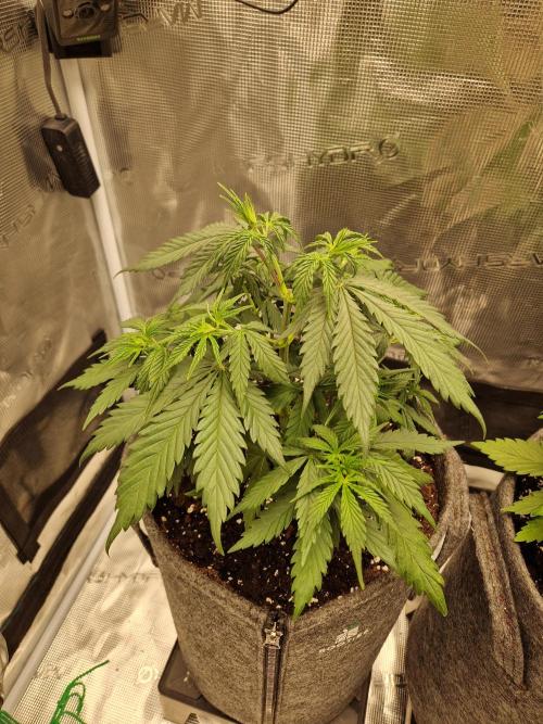 Zamnesia Grow Runtz. Week 4