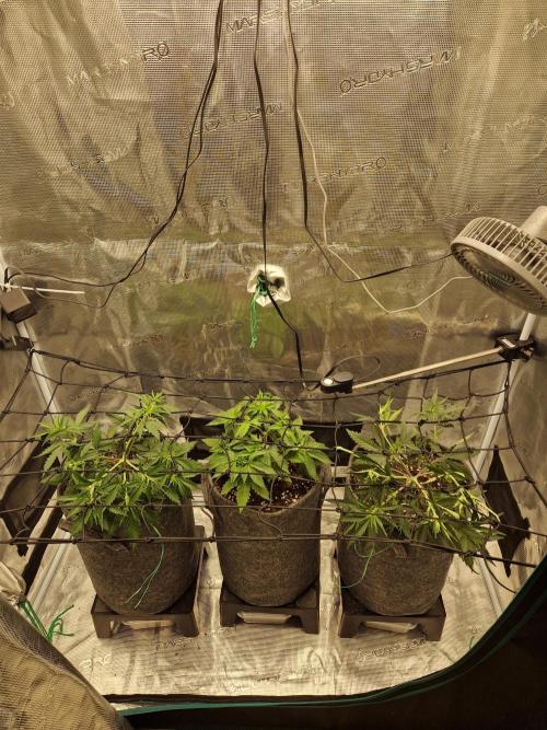 Zamnesia Grow Runtz. Week 4