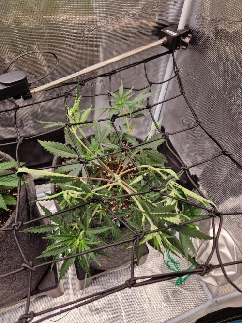 Zamnesia Grow Runtz. Week 4