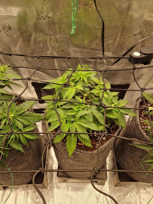 Zamnesia Grow Runtz. Week 4