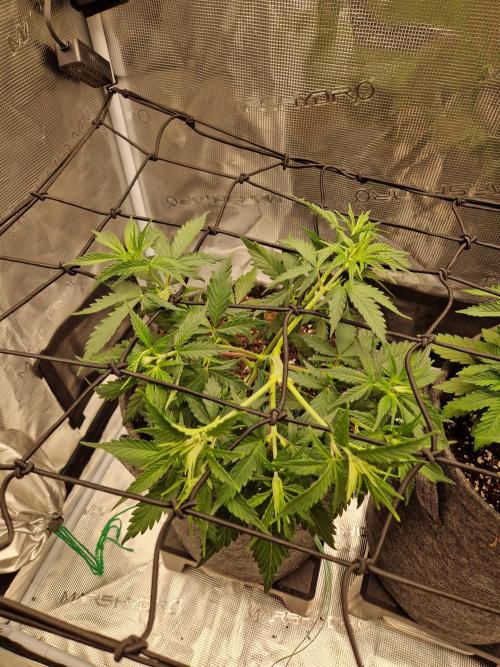 Zamnesia Grow Runtz. Week 4