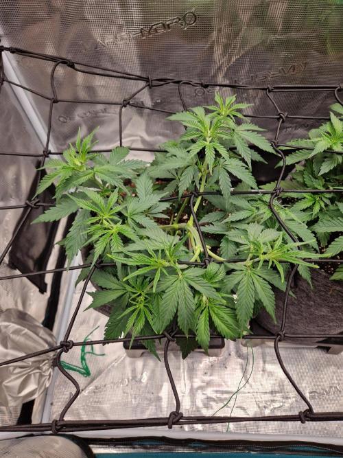 Zamnesia Grow Runtz. Week 4
