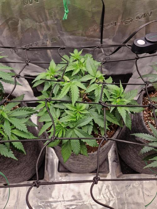 Zamnesia Grow Runtz. Week 4