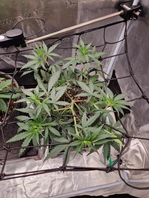 Zamnesia Grow Runtz. Week 4