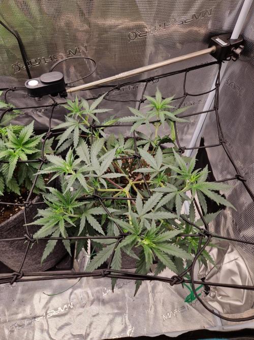 Zamnesia Grow Runtz. Week 4