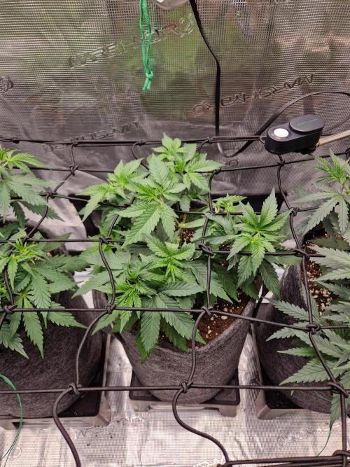 Zamnesia Grow Runtz. Week 4