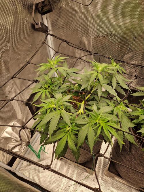 Black Runtz. Week 4