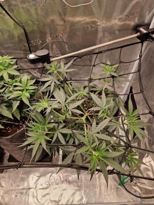 Zamnesia Grow Runtz. Week 5