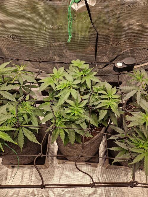 Zamnesia Grow Runtz. Week 5