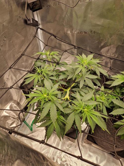 Zamnesia Grow Runtz. Week 5