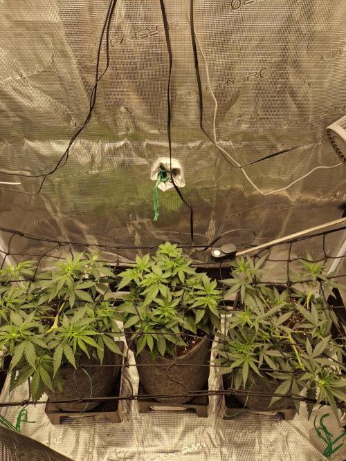 Zamnesia Grow Runtz. Week 5