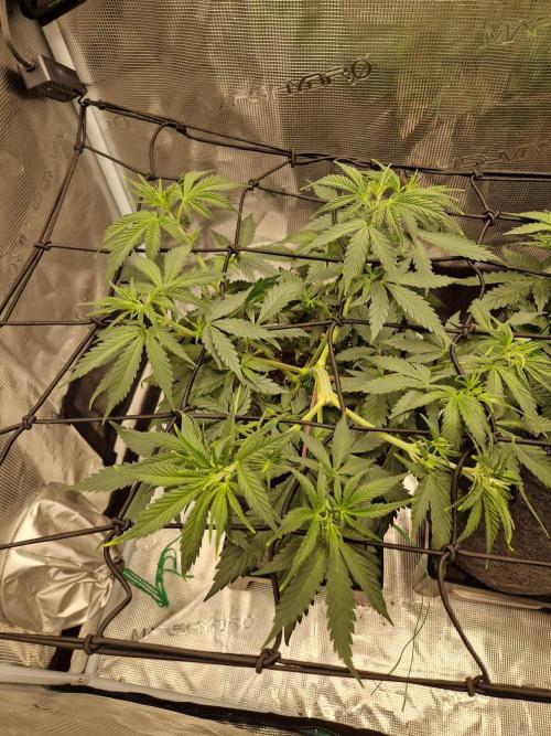 Zamnesia Grow Runtz. Week 5