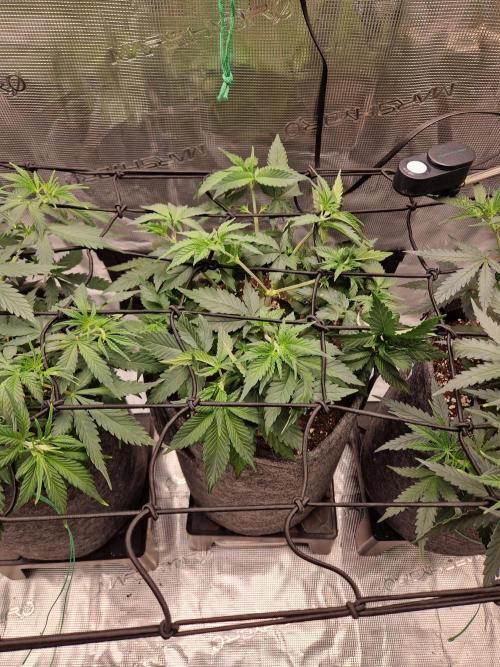 Zamnesia Grow Runtz. Week 5