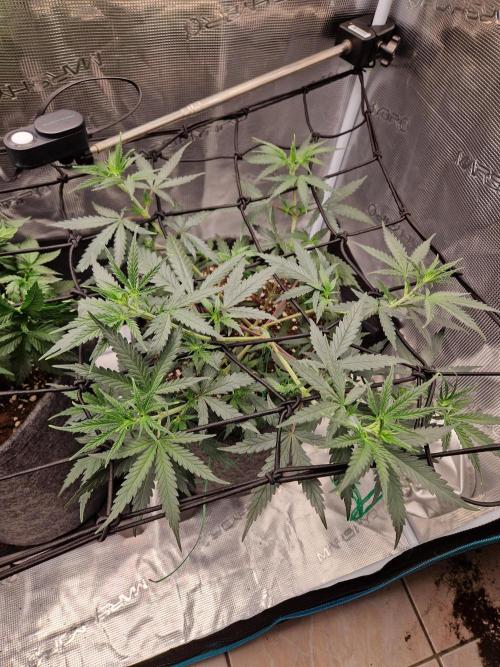 Zamnesia Grow Runtz. Week 5