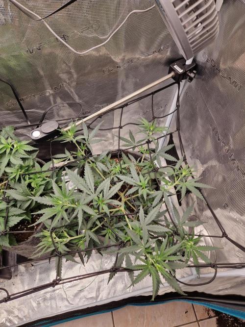 Zamnesia Grow Runtz. Week 5