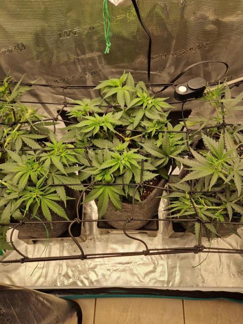 Zamnesia Grow Runtz. Week 5