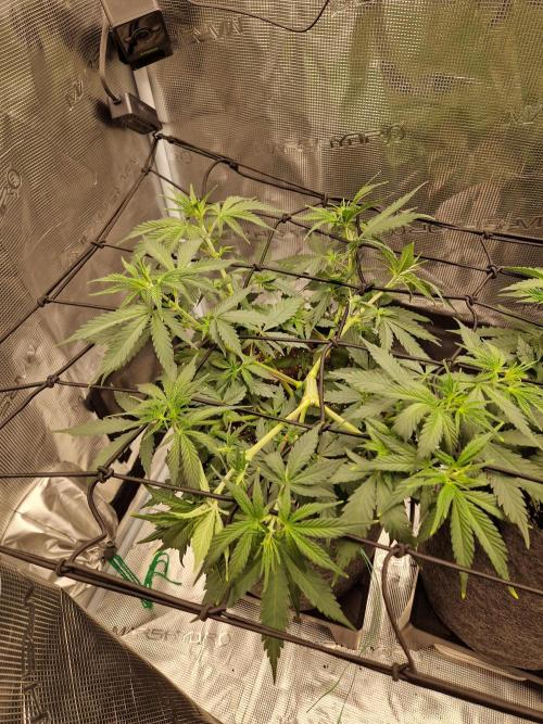 Zamnesia Grow Runtz. Week 5