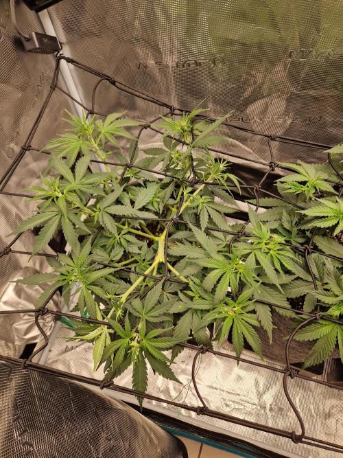 Zamnesia Grow Runtz. Week 5