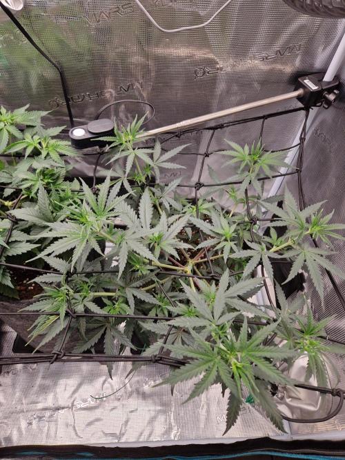 Zamnesia Grow Runtz. Week 5
