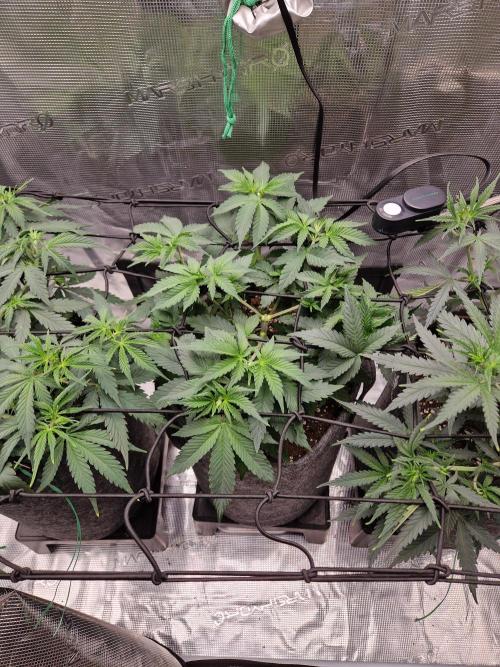 Zamnesia Grow Runtz. Week 5