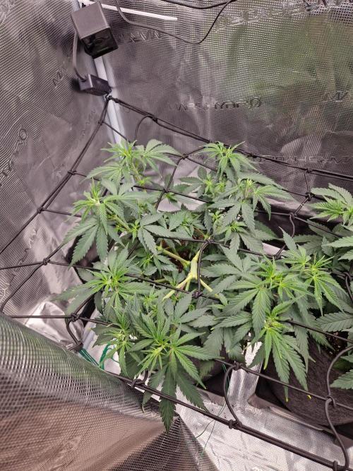 Zamnesia Grow Runtz. Week 5