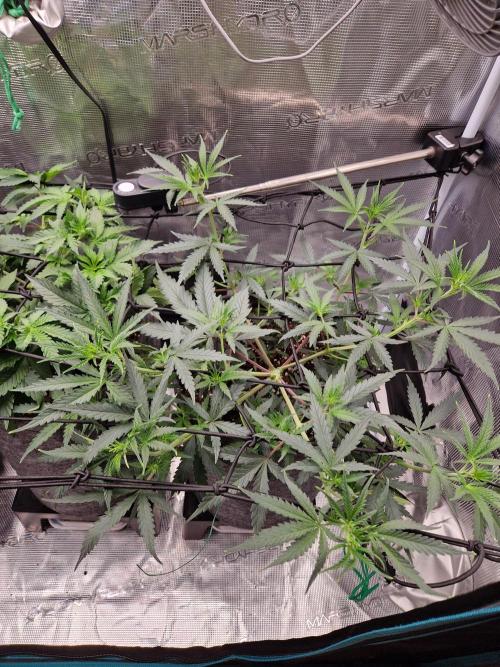 Zamnesia Grow Runtz. Week 5