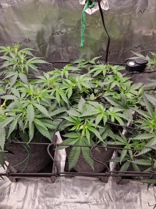 Zamnesia Grow Runtz. Week 5