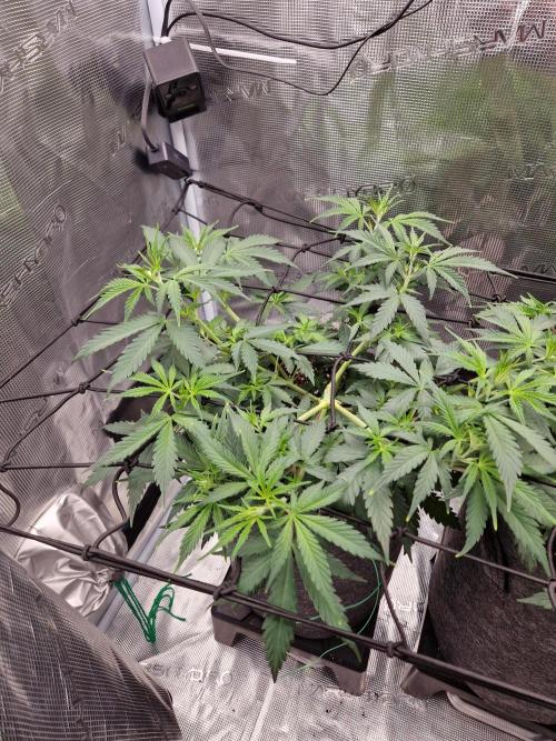 Zamnesia Grow Runtz. Week 5
