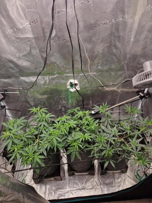 Zamnesia Grow Runtz. Week 5