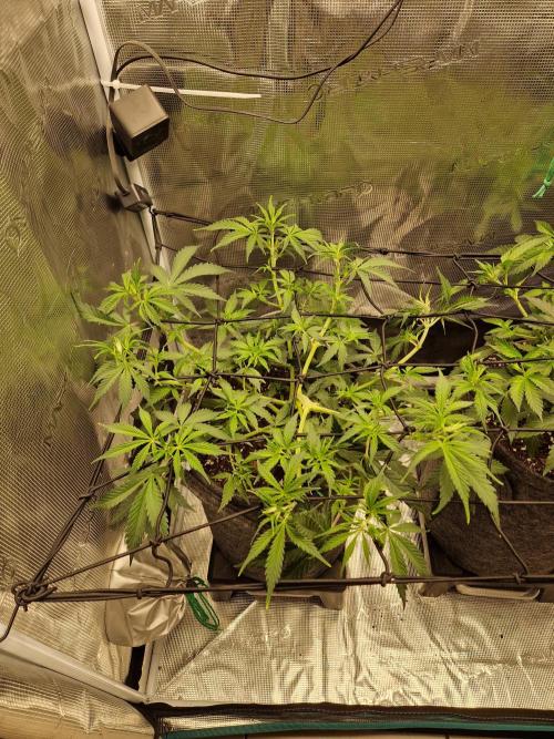 Zamnesia Grow Runtz. Week 5