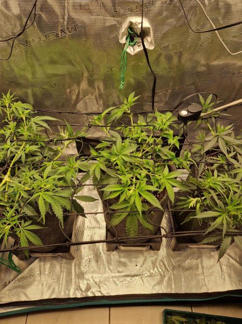 Zamnesia Grow Runtz. Week 5