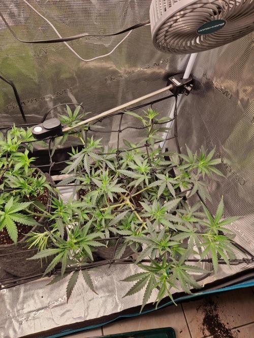 Zamnesia Grow Runtz. Week 5