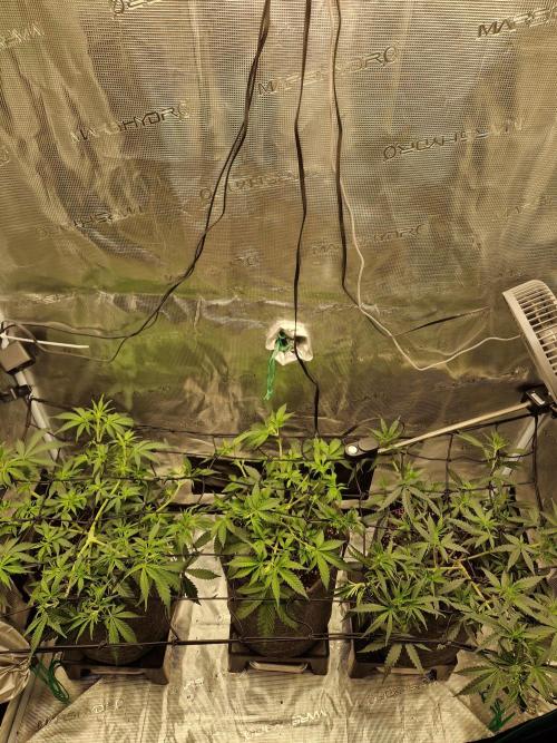 Zamnesia Grow Runtz. Week 5