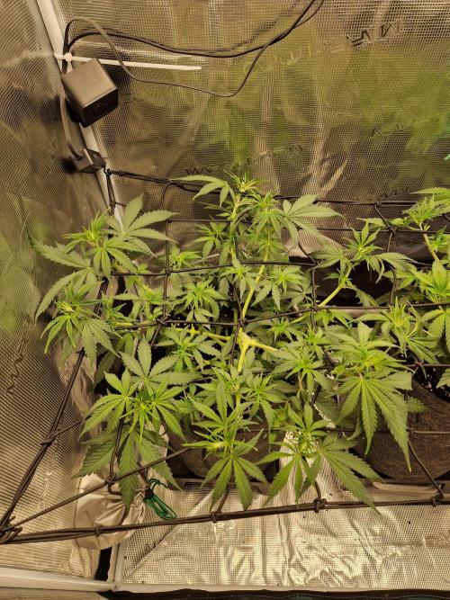 Zamnesia Grow Runtz. Week 5