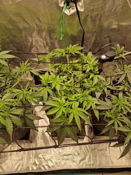 Zamnesia Grow Runtz. Week 5