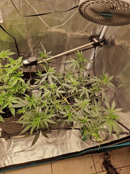 Zamnesia Grow Runtz. Week 5