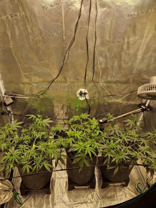 Zamnesia Grow Runtz. Week 5