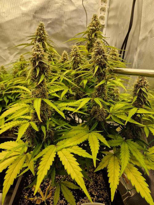 Gift Seeds. Week 9