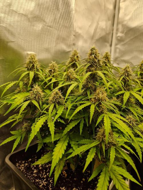Gift Seeds. Week 9