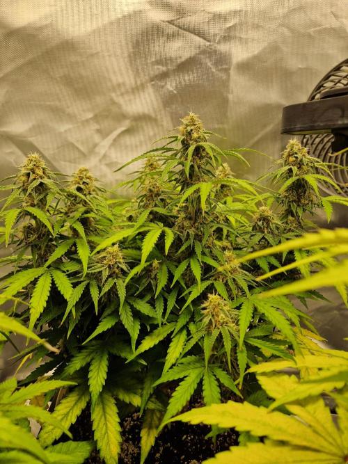 Gift Seeds. Week 9